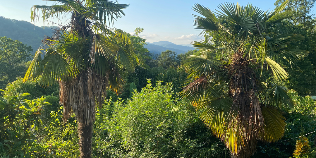 Семейный отдых в Сочи (июнь 2025г.)