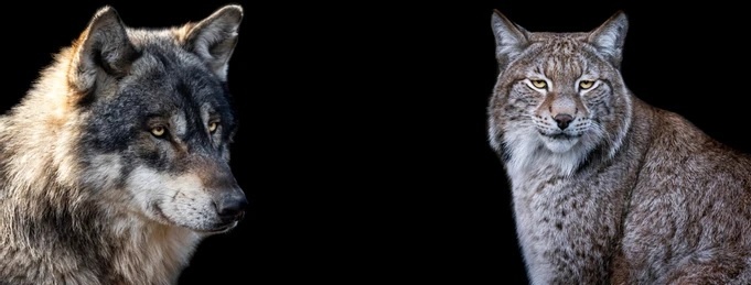 Из открытых источников