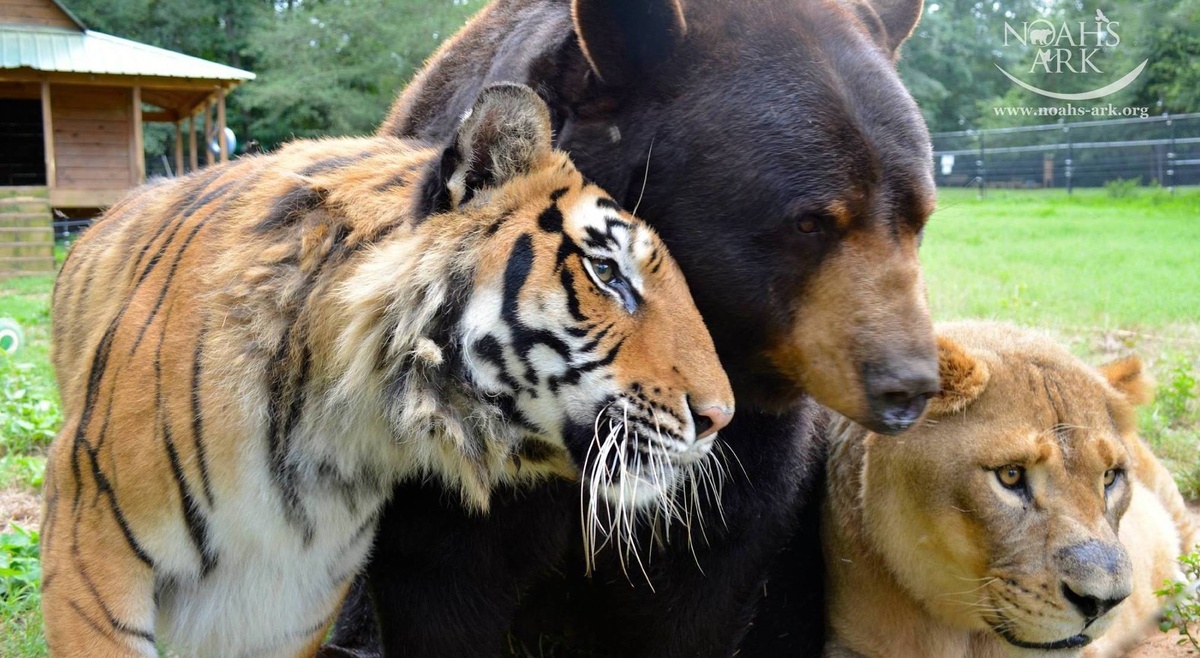 Из открытых источников