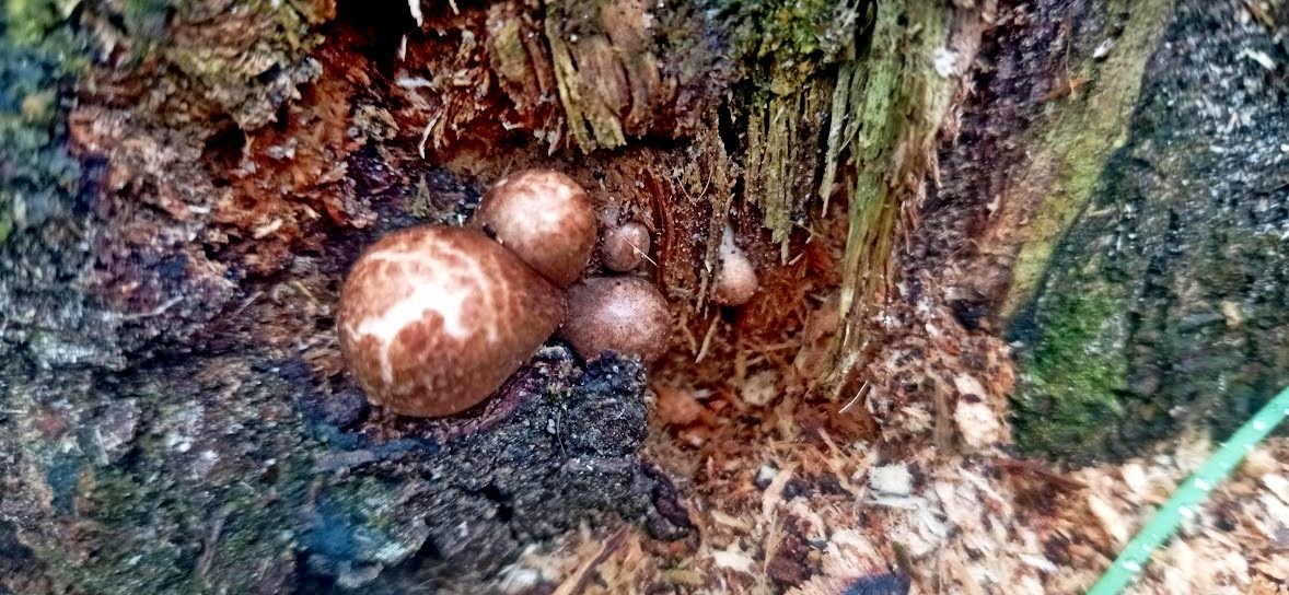 БУДУЩИЕ КОРОЛЕВИШНЫ