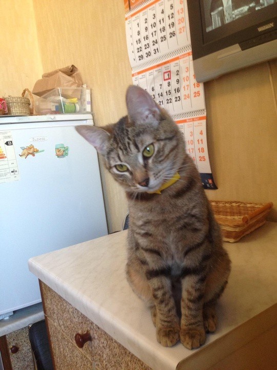 Грустная Муся