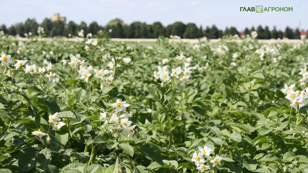Фото: © Владимир Исаенко / Glavagronom.ru
В НовГУ разработали интегрированную систему защиты картофеля от патогенов