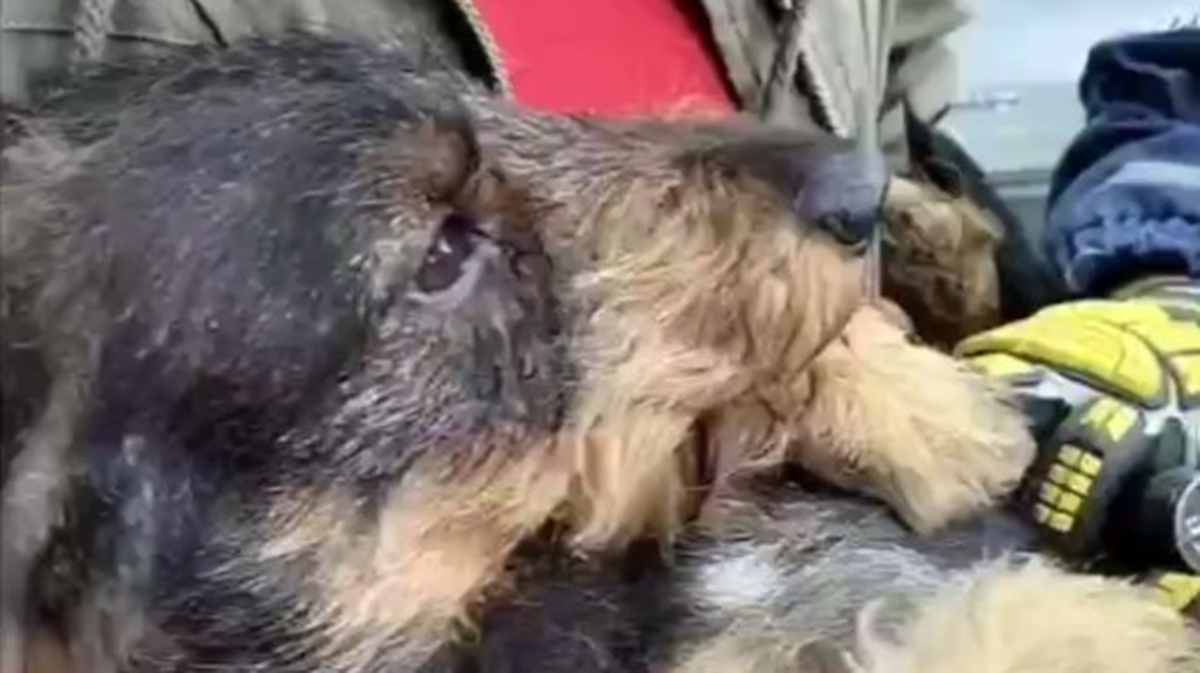    Фото: Telegram / Агентство «Москва»