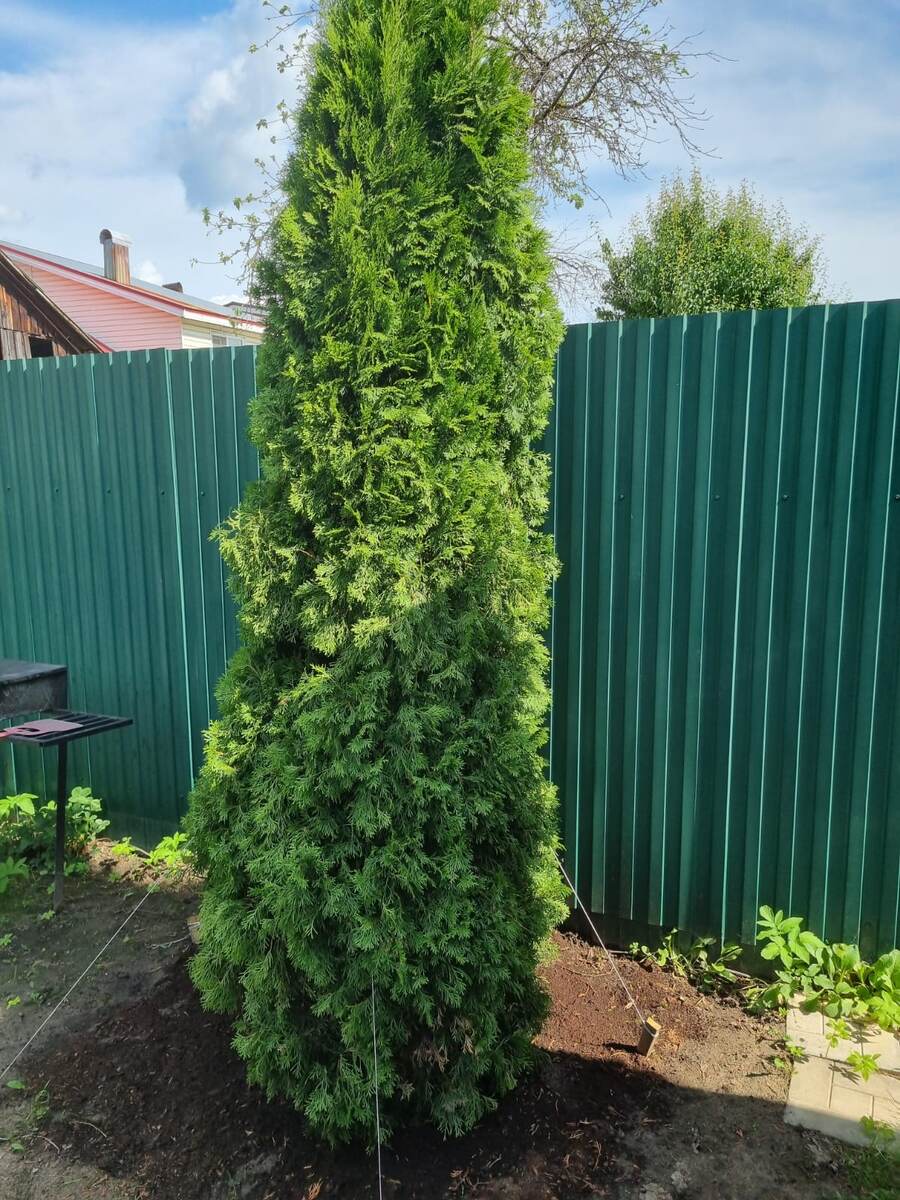 ... независимо от трамбовки часть грунта все равно может немного проседать...