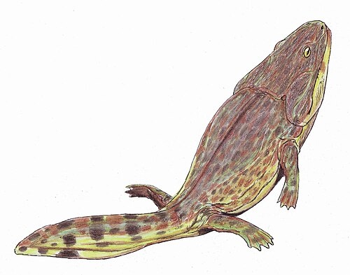 Буэттенерерпетон от Дмитрия Богданова.