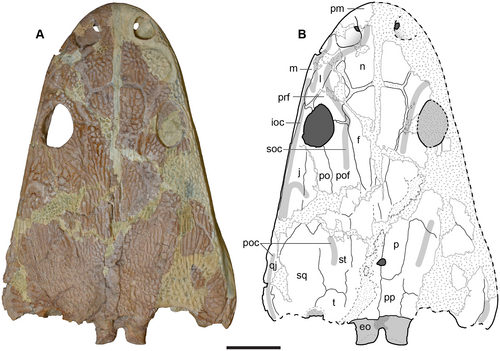Голотип черепа.