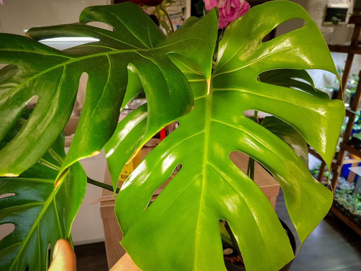 Монстера Делициоза