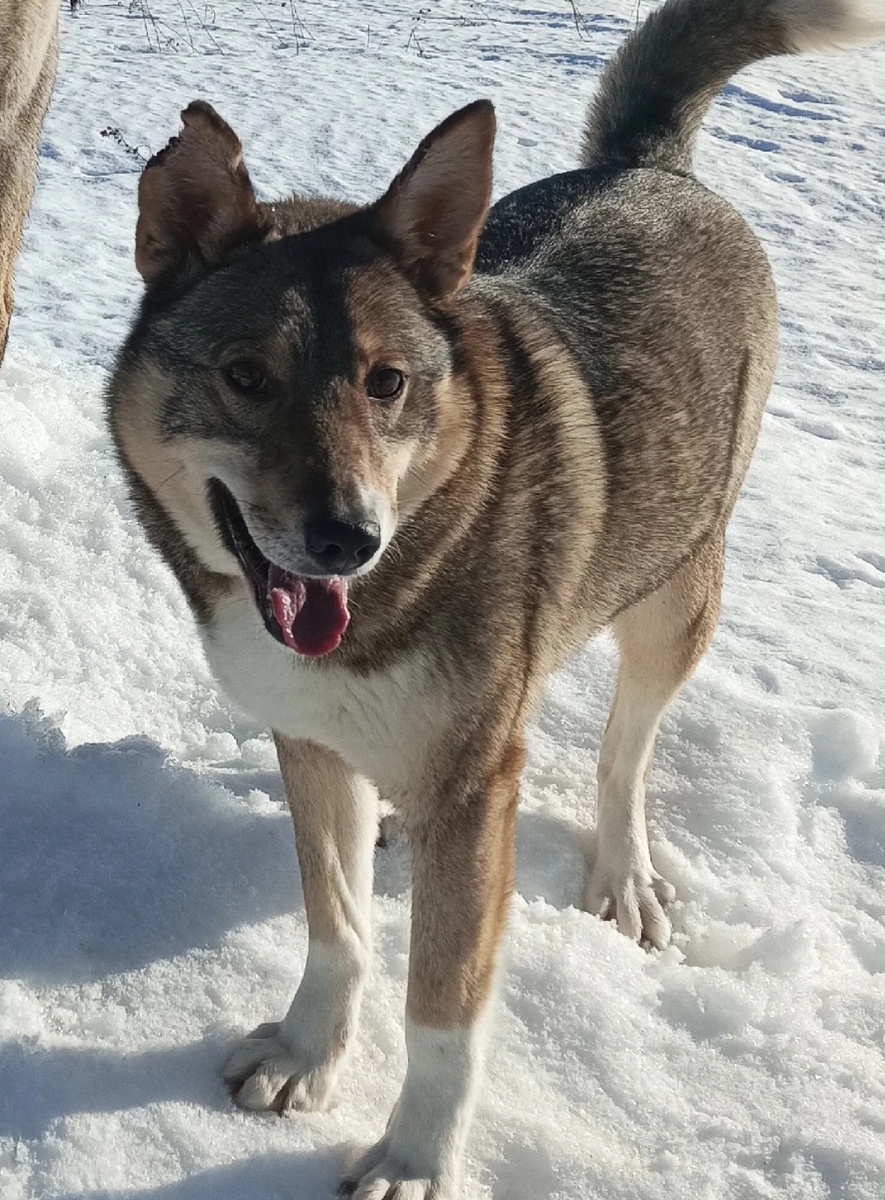 На прогулке волонтер заметила, что у Зайки нет части уха