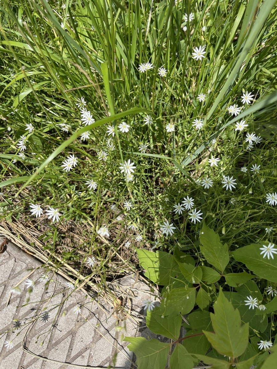 Вот такие цветы нашла сегодня. Что это, кто знает? 
