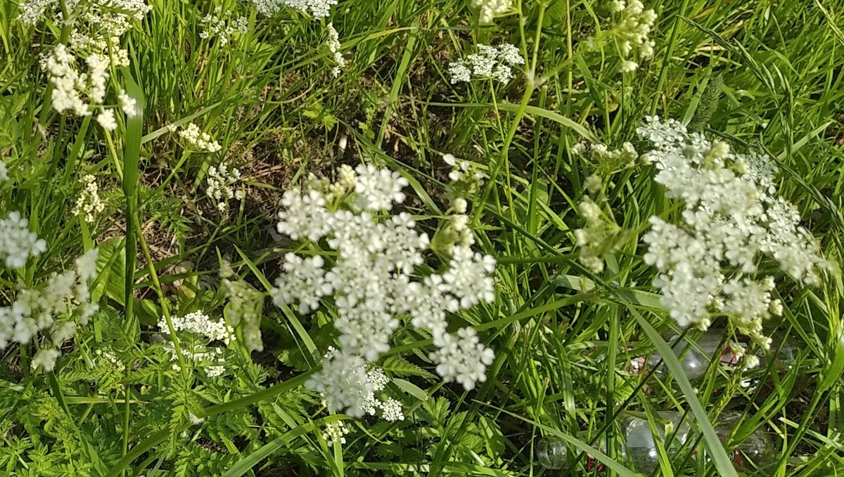 Сныть цветет. Фото автора