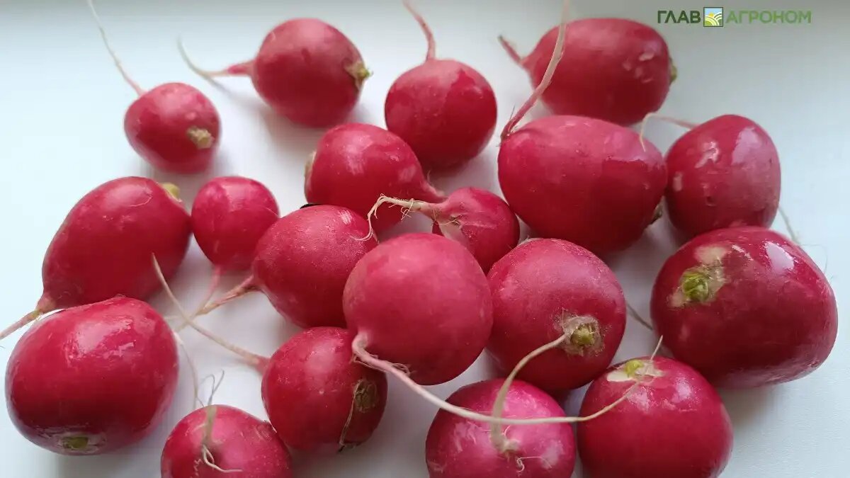 Фото: © Артем Борисов / Glavagronom.ru
Удобрение российских ученых повысило урожайность редиса на 22%