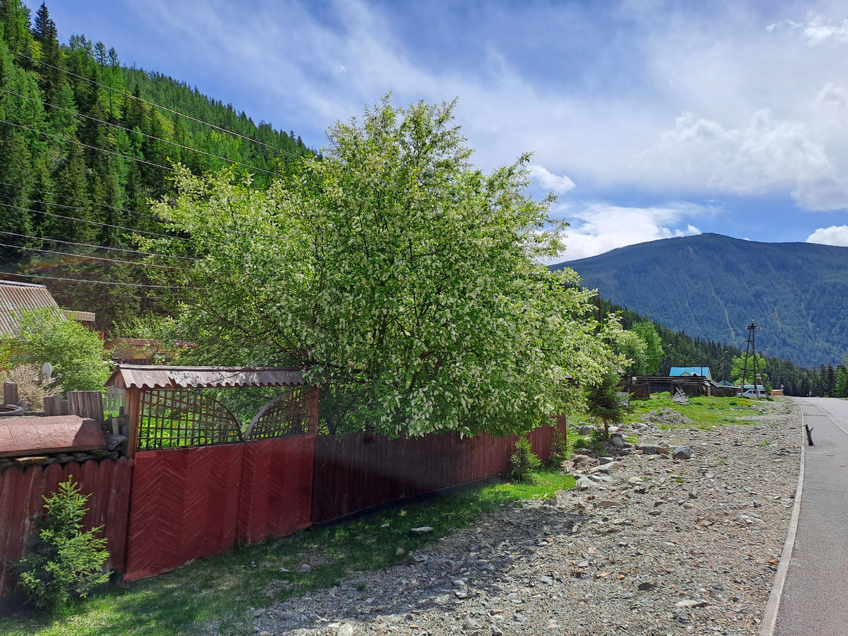 Черёмуха цветёт.