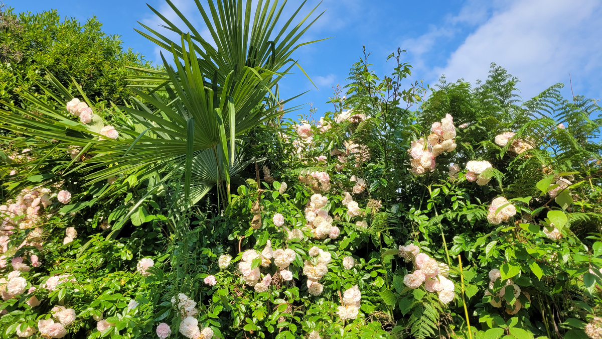 Цветущие кусты