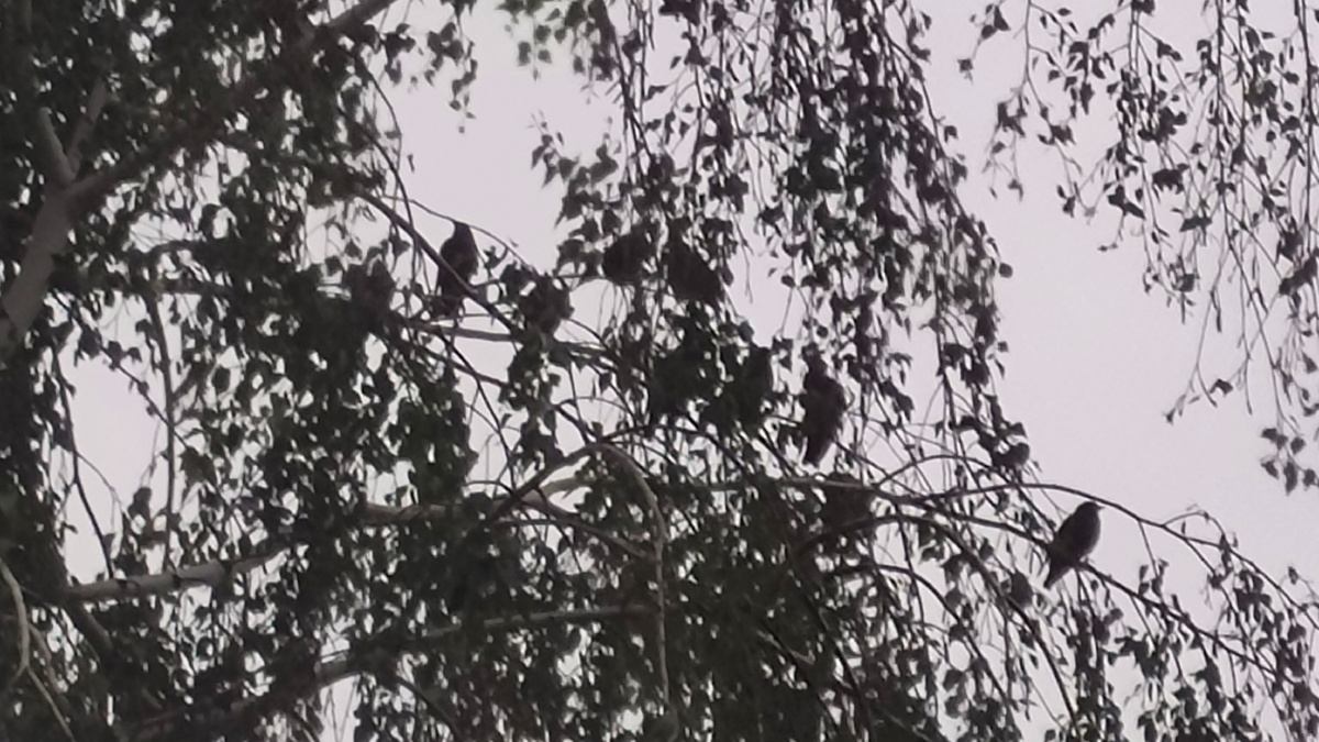 Дрозды на березе, в 20 метрах от моего дома. Вчера фотографировал. Это совсем малая часть от стаи, присела отдохнуть  