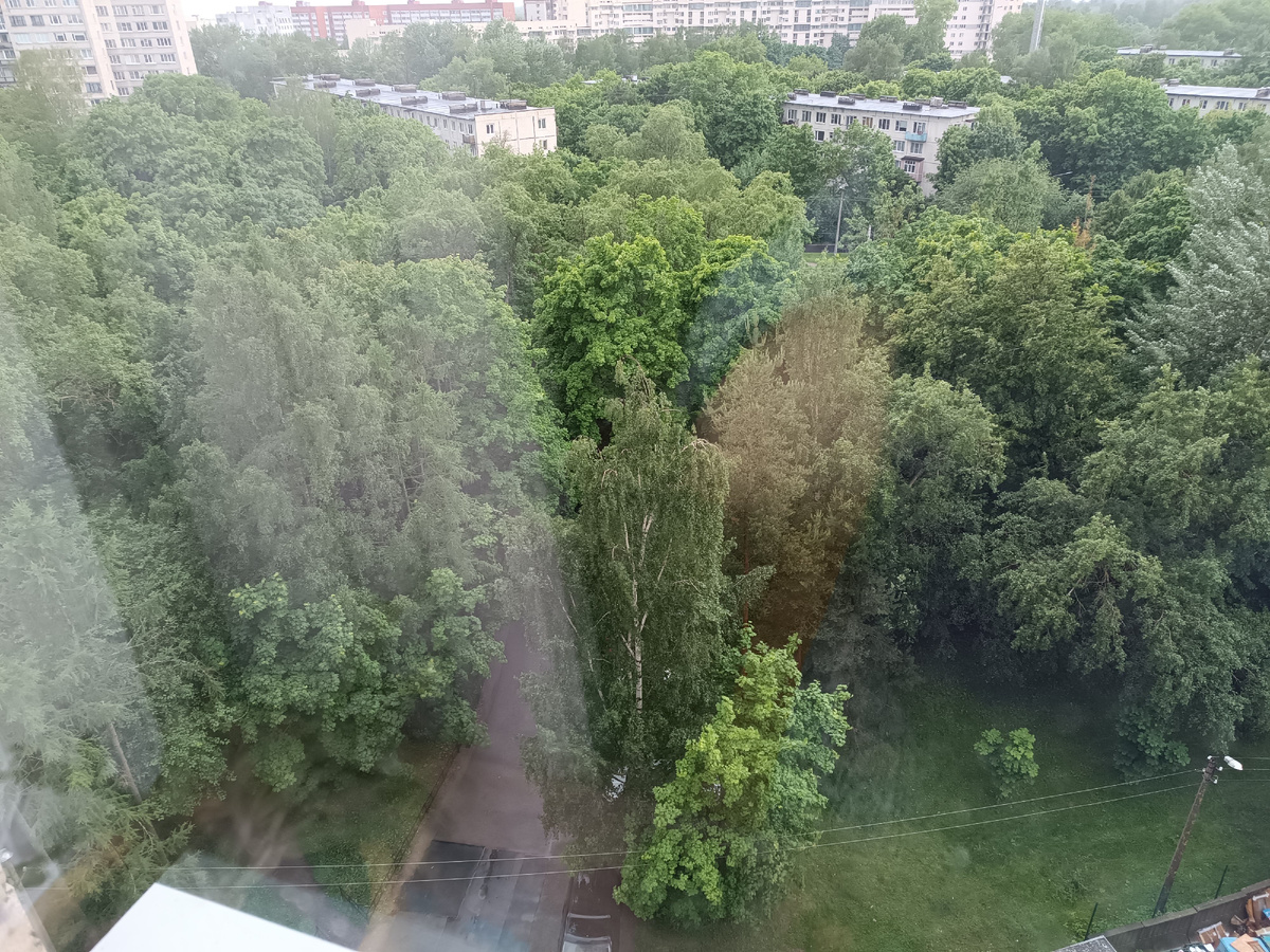 За окном все в зелени, красота!