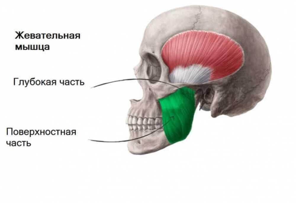 Жевательная мышца лица