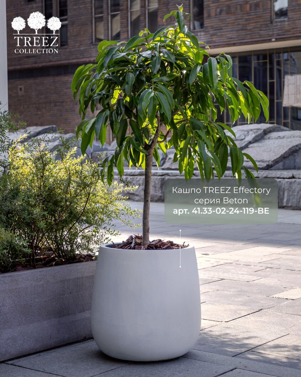 Кашпо и растения Treez Collection