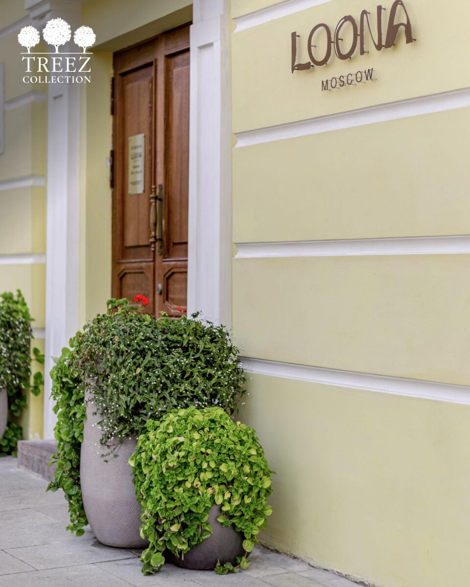 Кашпо и растения Treez Collection