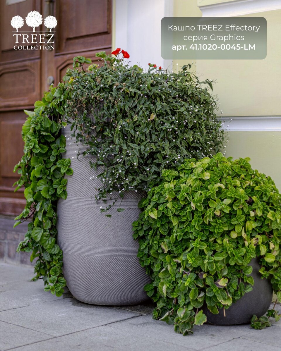 Кашпо и растения Treez Collection