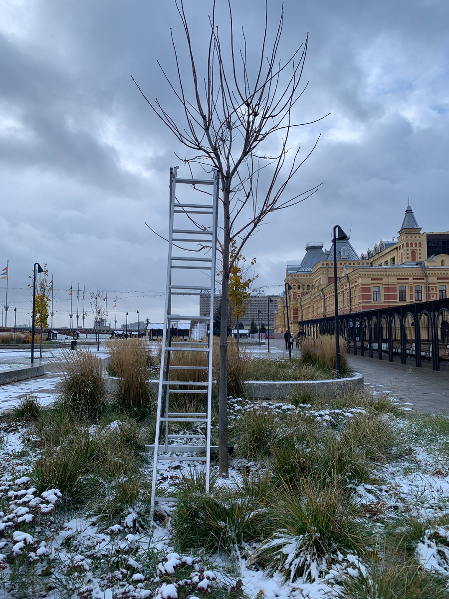 Удаляли усохшие и гнилые части и потом замазывали.