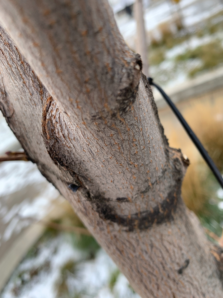 Часто они врастают в древесину (на заднем плане видно)...