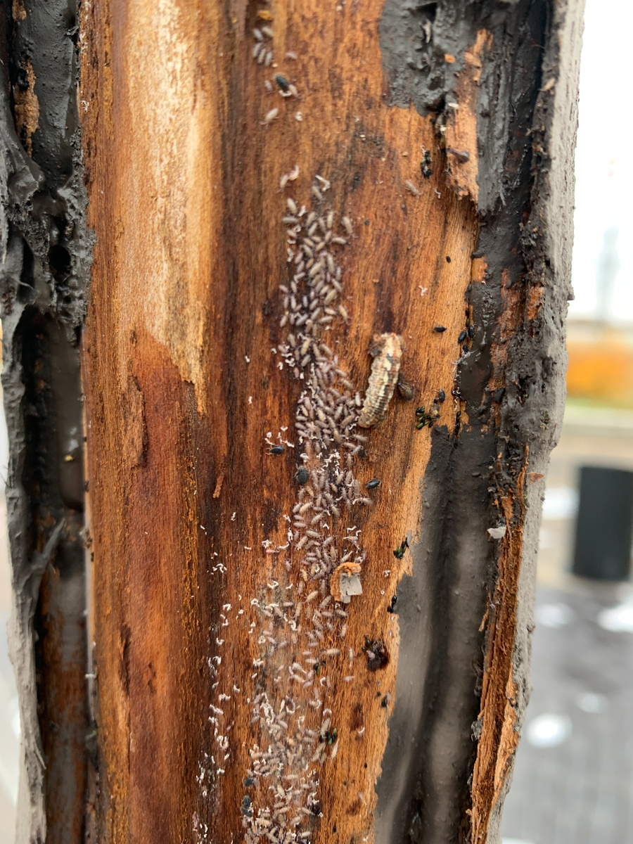 Конечно же подобные места зачищали и закрывали.