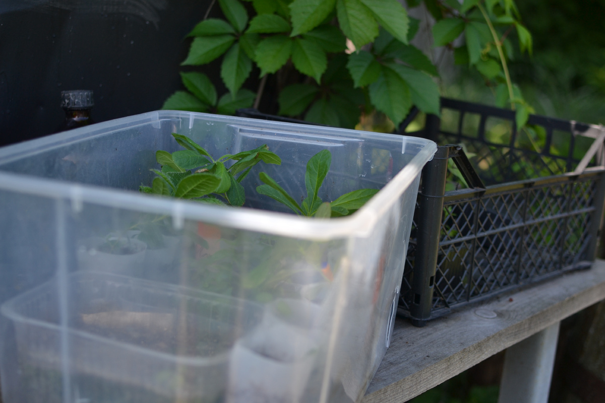 Рододендроны по приезде