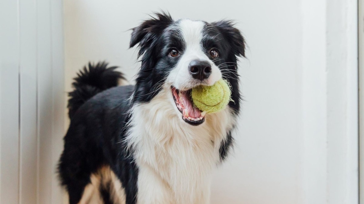    Кстати, некоторые собаки специально приносят игрушки, чтобы «завести диалог» с хозяином. Это не всегда игра — иногда так пес сигнализирует: «Пойдем уже на улицу!»