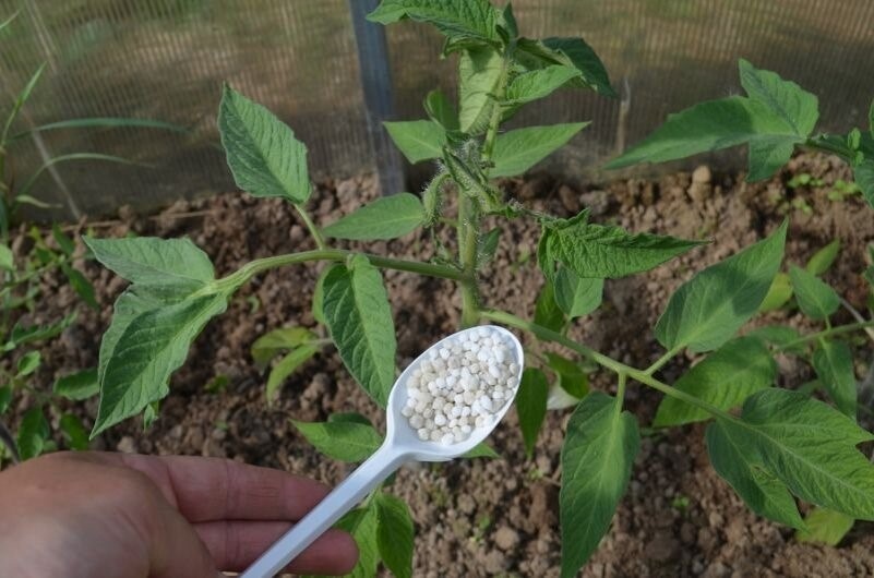 1 ст. л. на 10 л воды для томатов. Чем полить томаты, если кусты плохо растут
