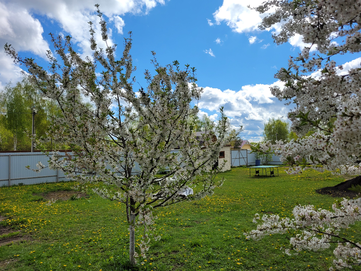 Цветущие вишни