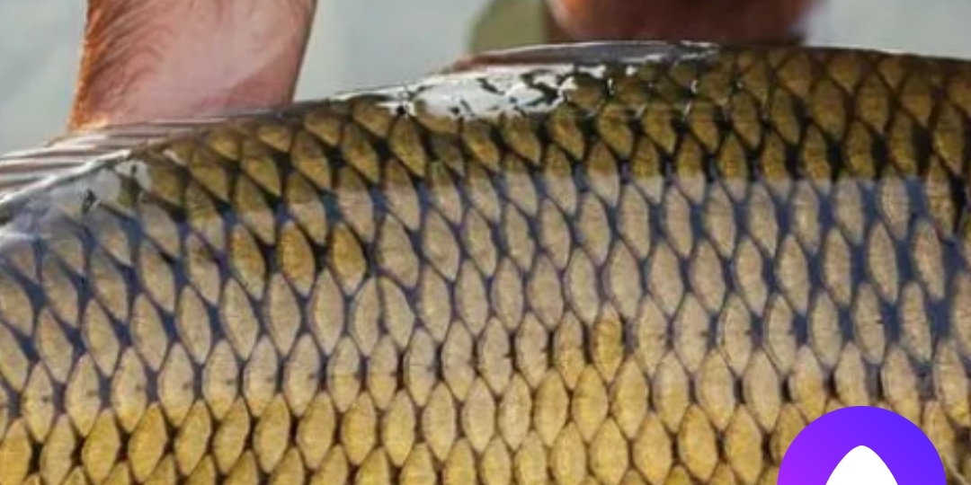 Как приготовить хе с сазана рецепт с оз. Балхаш.