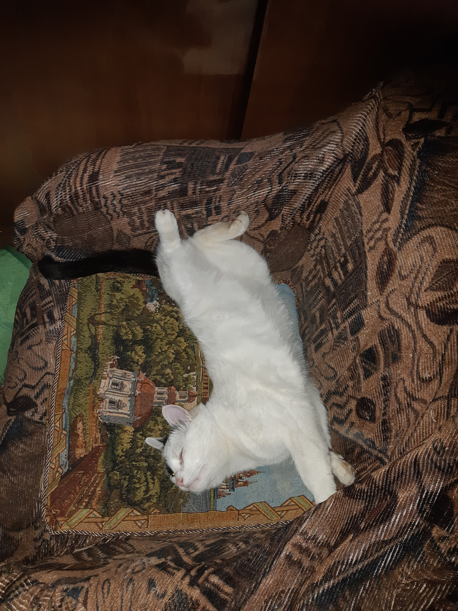 Все коты - дураки, все кошки - дурочки с переулочка.