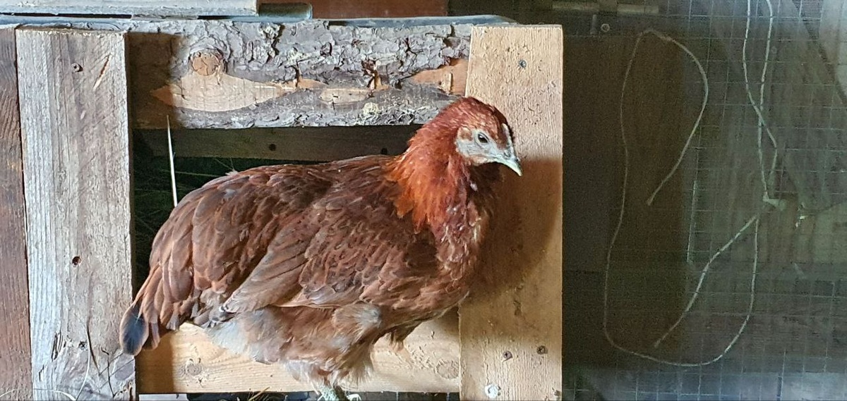 Моя Клёпа охраняет своё гнездо, даже после того, как снеслась