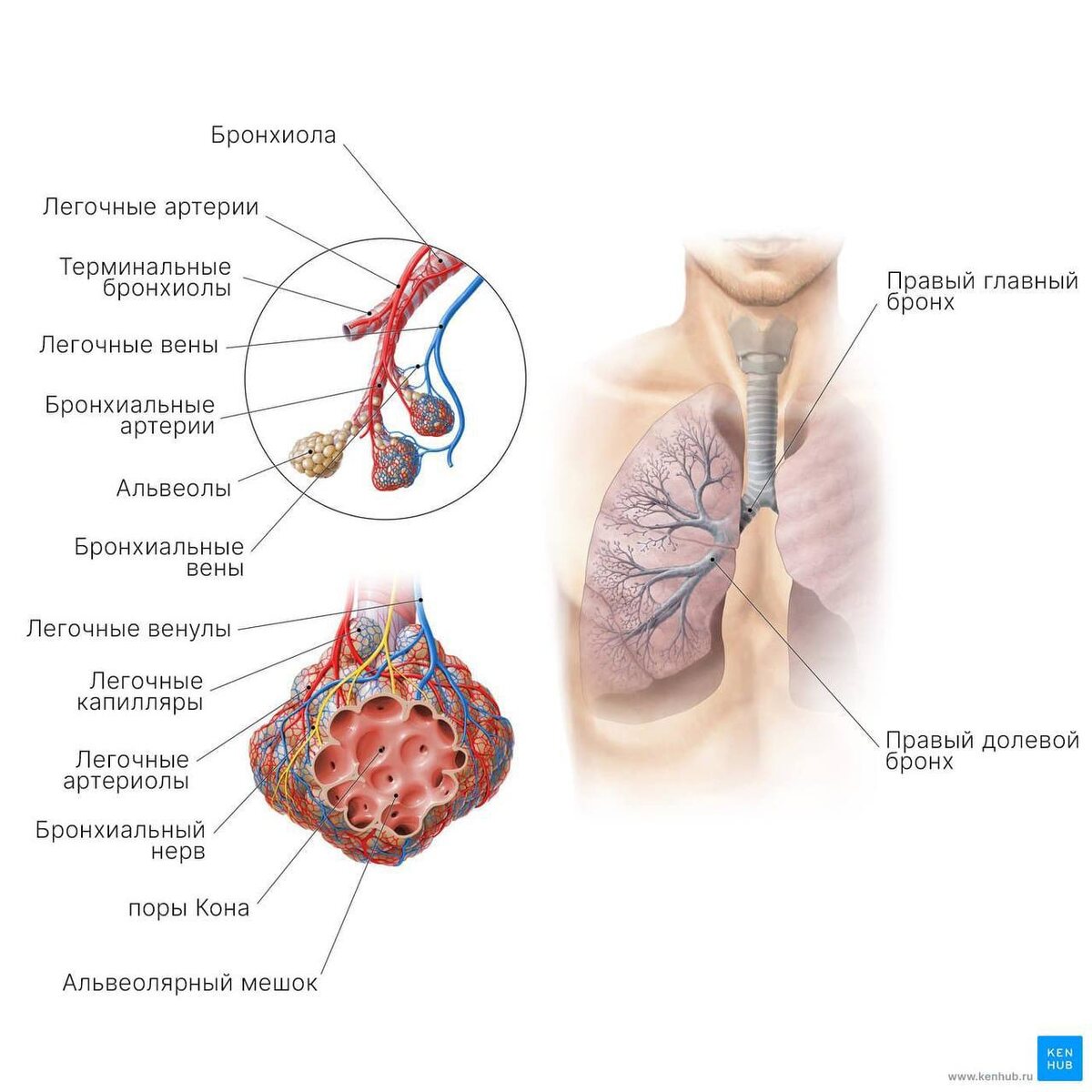 Анатомия легких