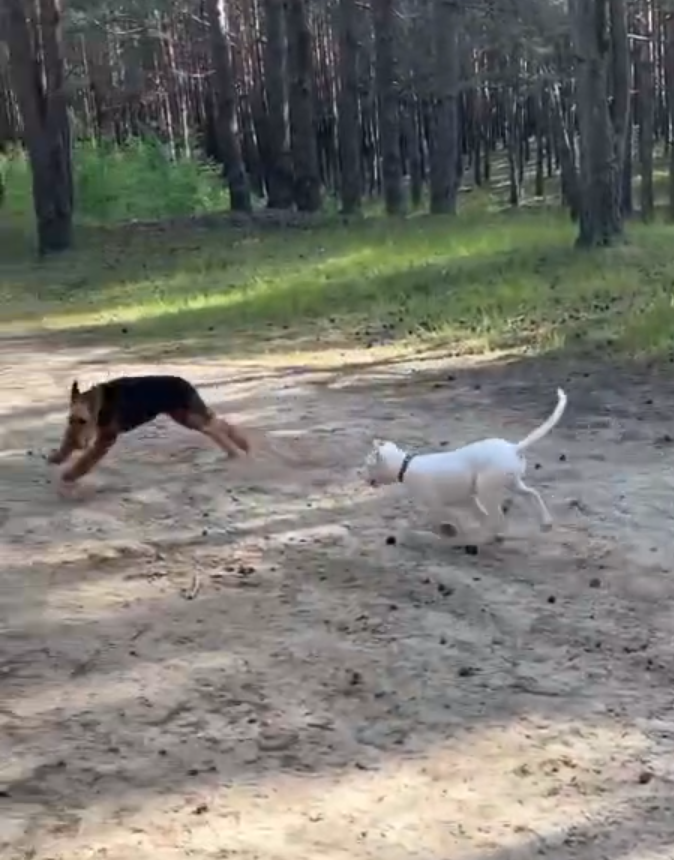 Это стоп-кадр с видео, как они играют в догонялки, ролик сейчас выложу