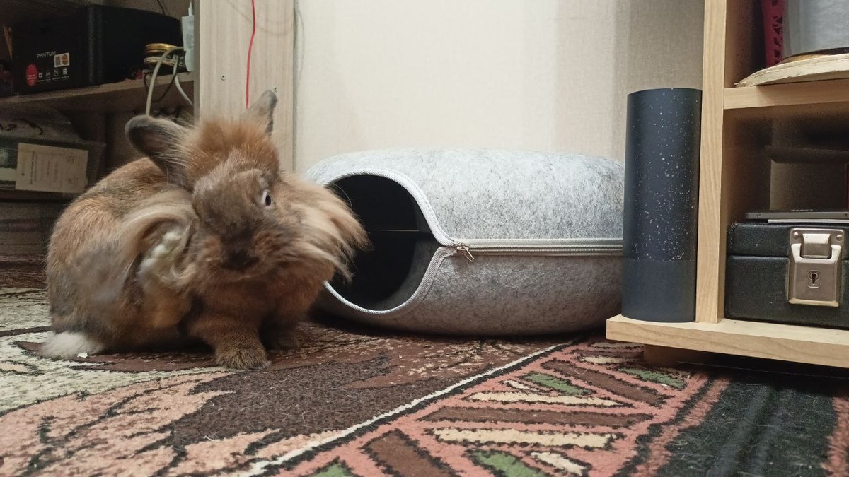 Нереально смешной кадр получился. Даже не думала, что смогу такое поймать