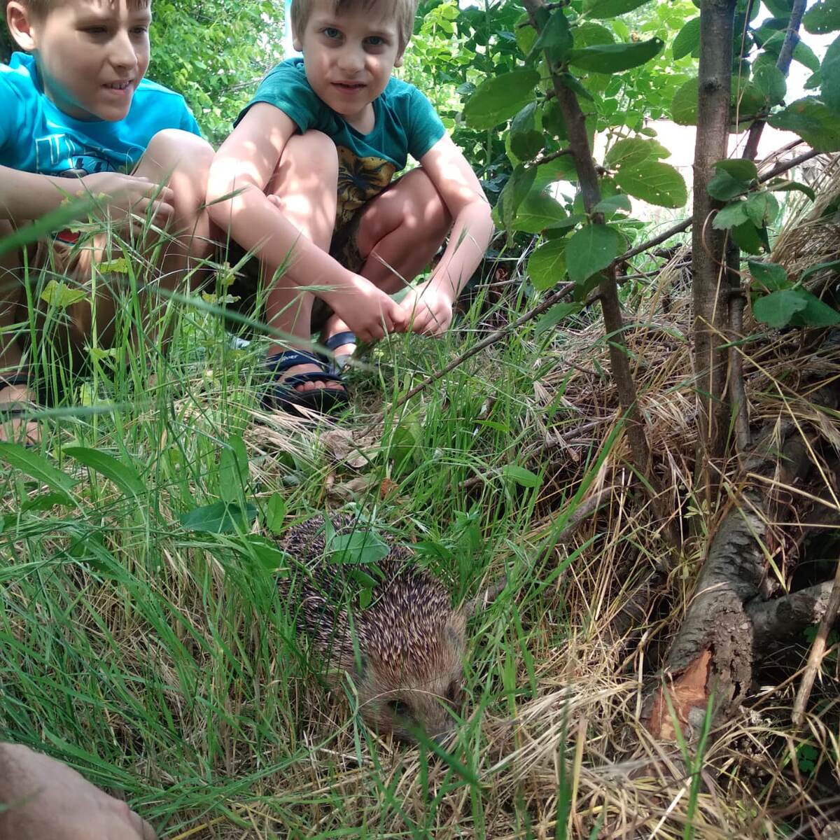 Самоуверенный ежик!