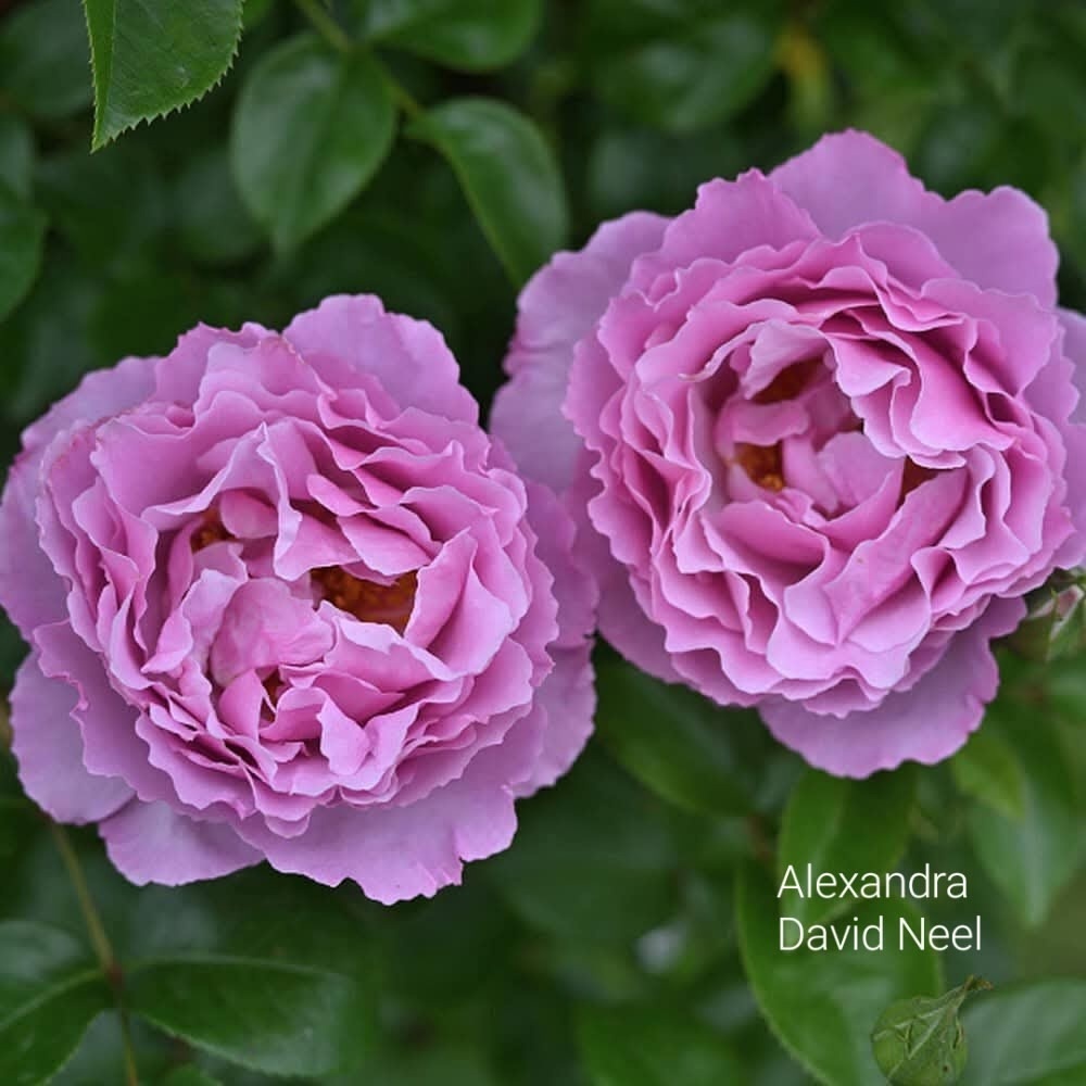 Александра Давид Неэль, Rosa Alexandra David Neel, Delbard, 2014, Франция, Флорибунда Фото из интернета