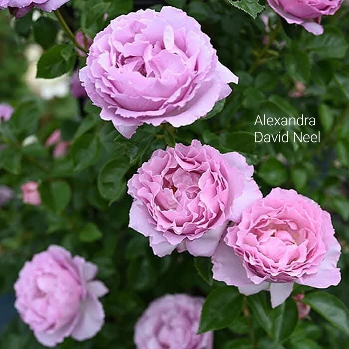 Александра Давид Неэль, Rosa Alexandra David Neel, Delbard, 2014, Франция, Флорибунда Фото из интернета