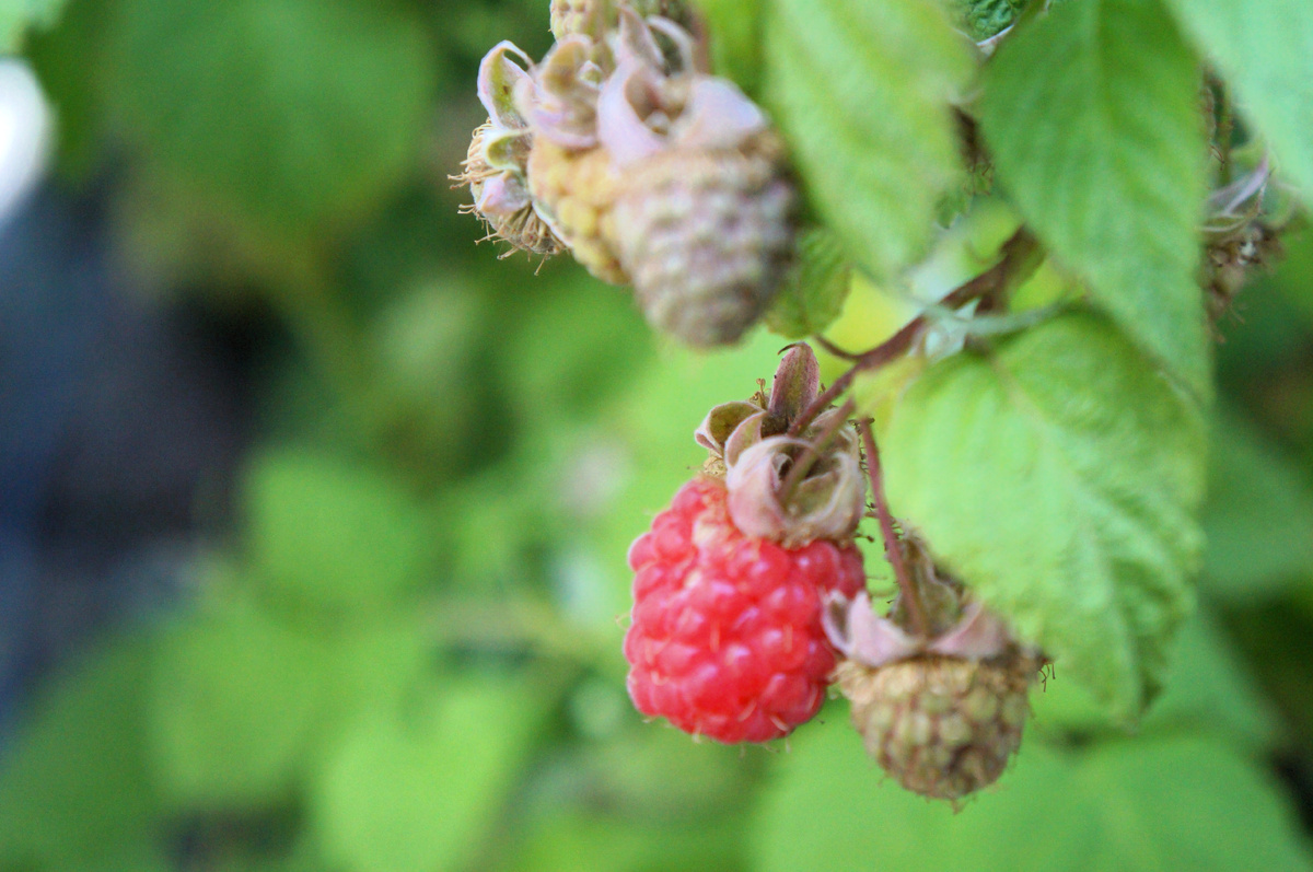 Первая красная ягодка в этом году