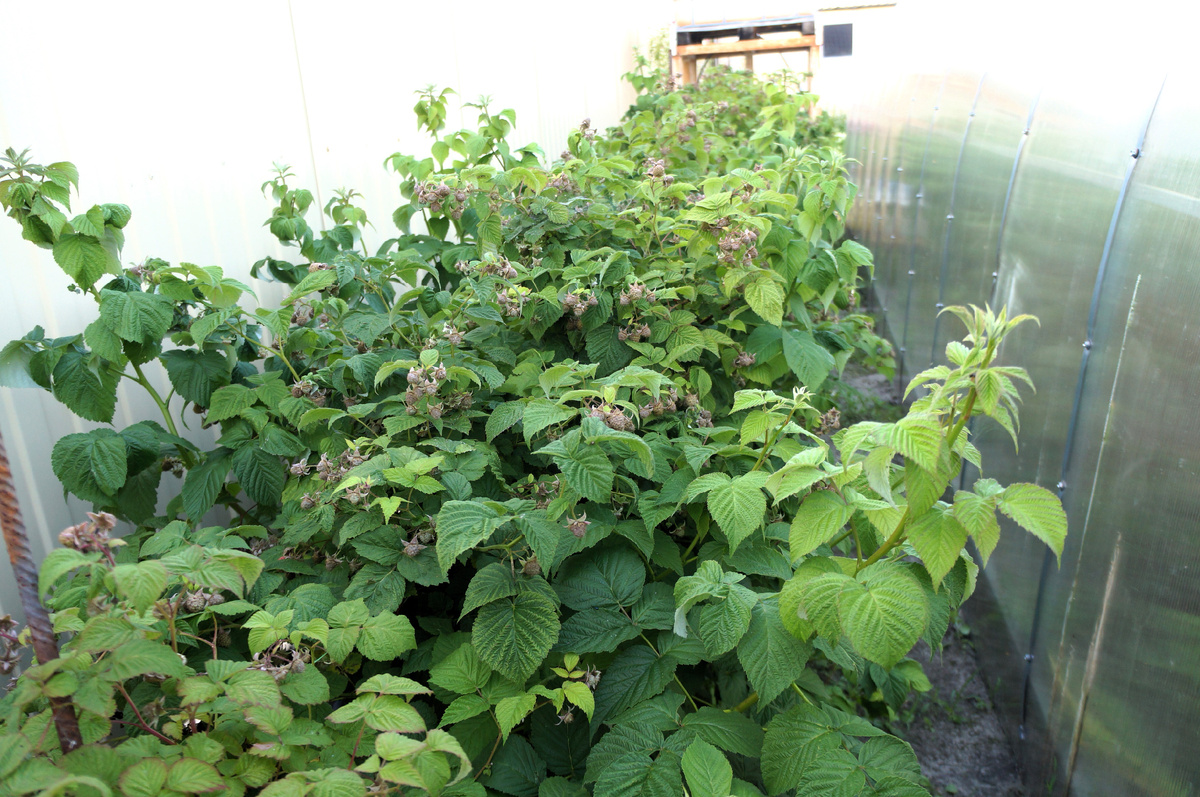 Малина в июне, до начала первой обрезки