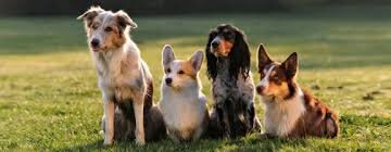 Собаки разных пород