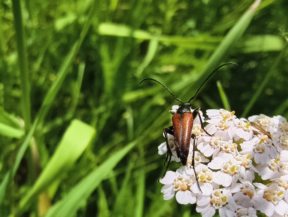 Жук в траве 