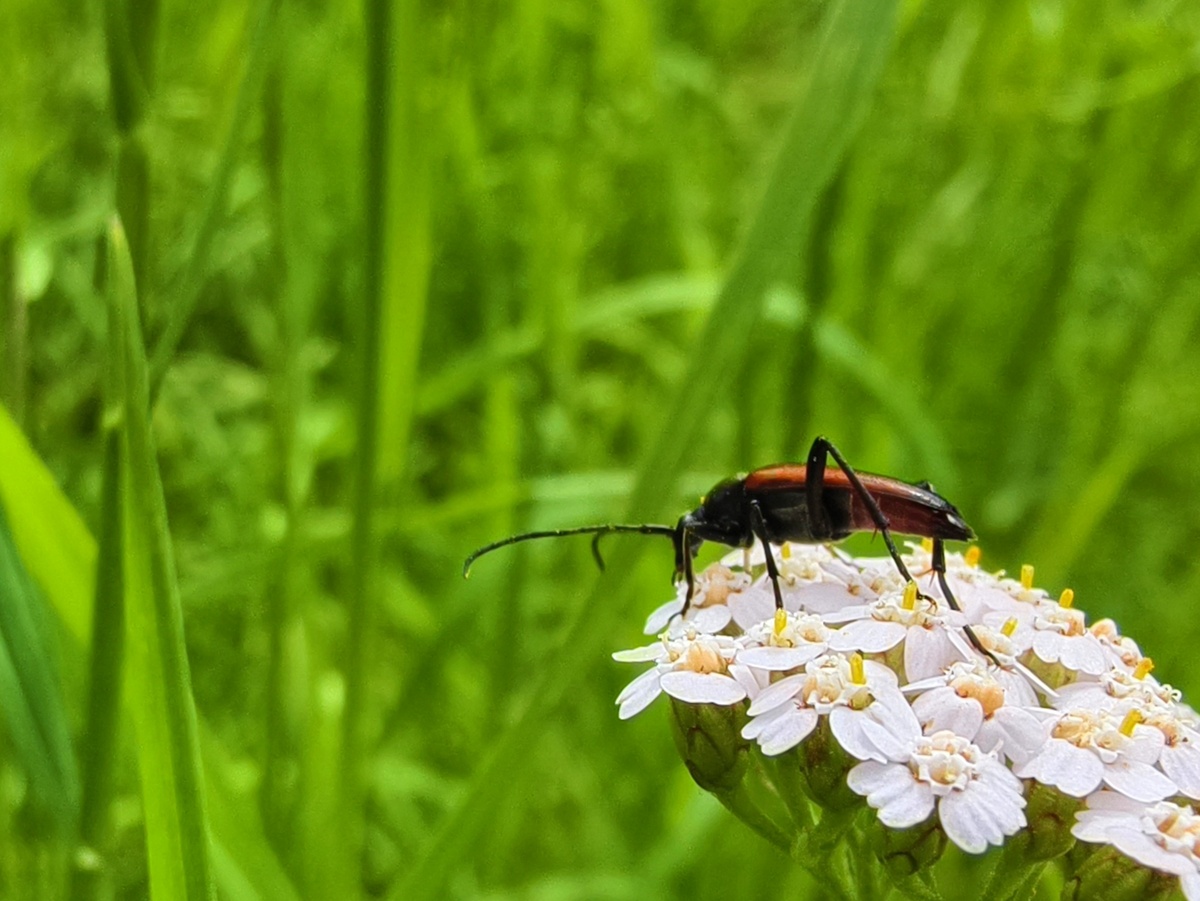 Жук в траве 