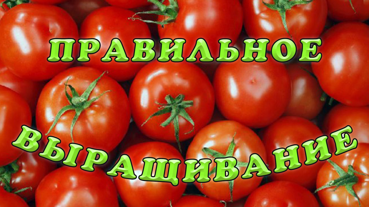 Ждём такого урожая томатов.