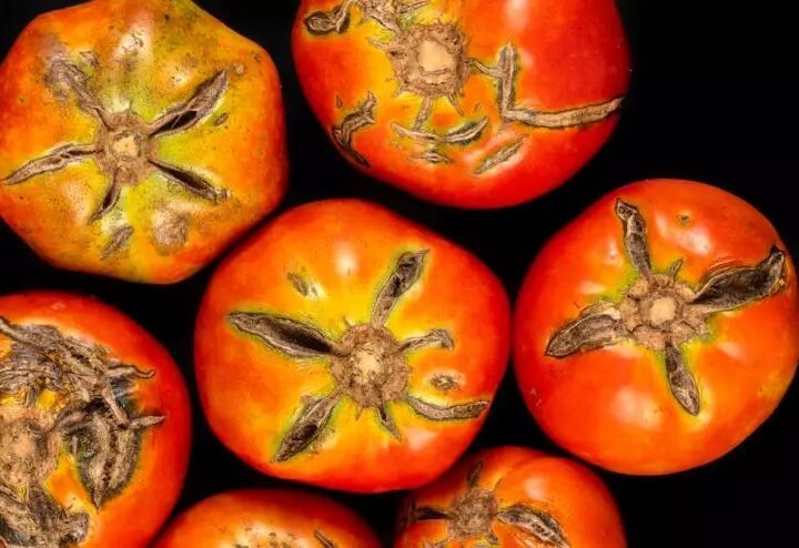 Если томаты трескаются от плодоножки: сигнал огороднику для действий
