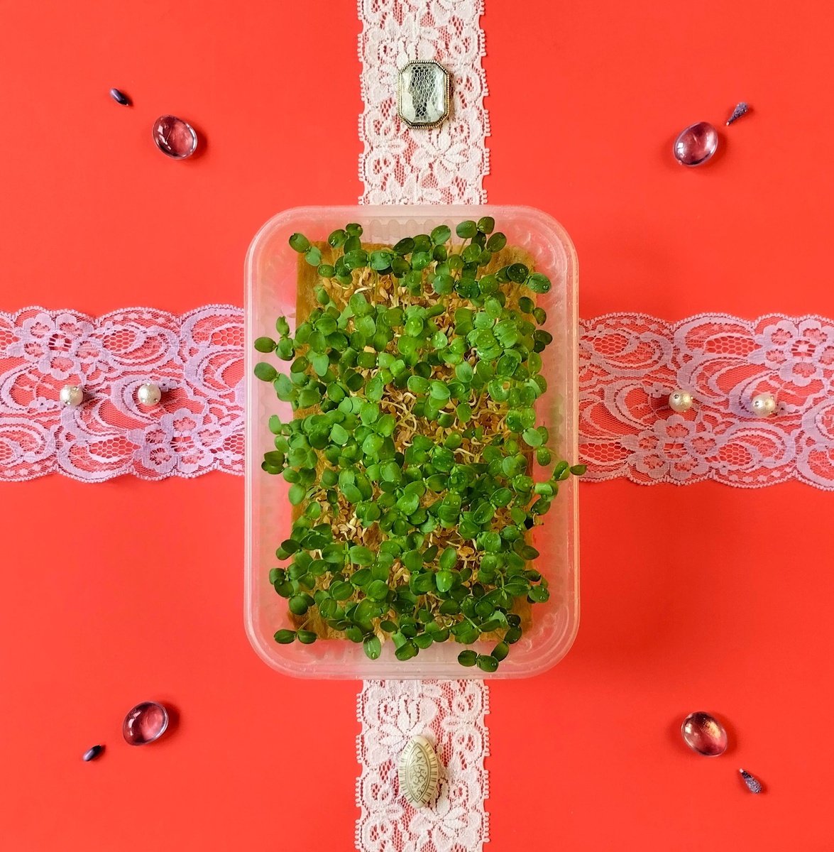 Микрозелень льна.