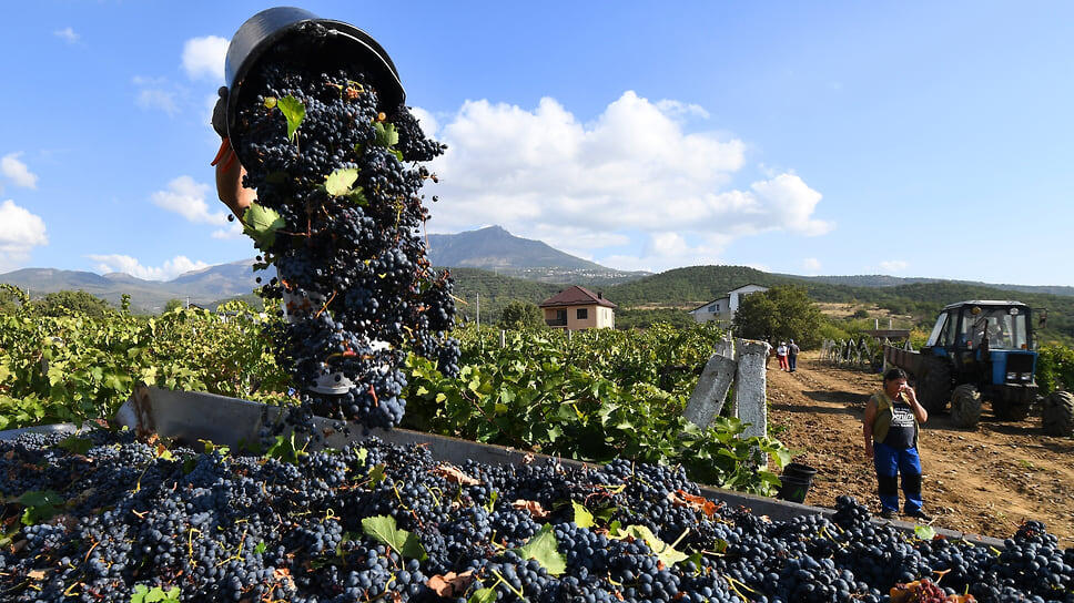 Объем инвестиций в винодельческую отрасль Краснодарского края существенно вырос, достигнув в 2024 году 3,4 млрд руб..📷Фото: Виктор Коротаев / Коммерсантъ