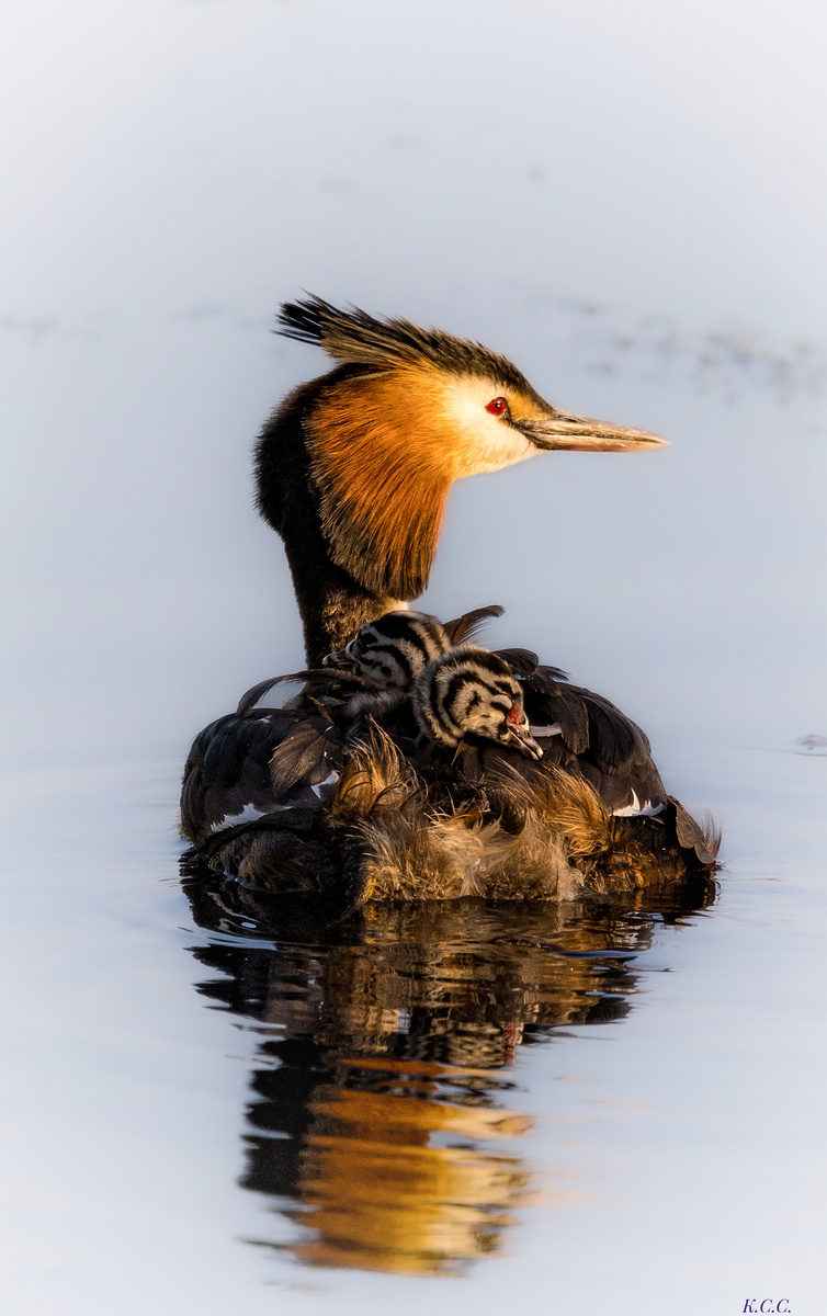 Чомга, фото автора 