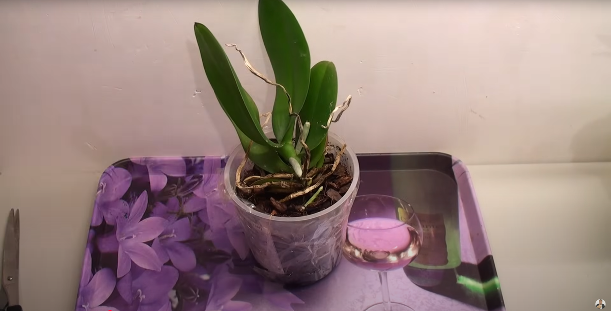 орхидея просто лежит в горшке, практически без корней